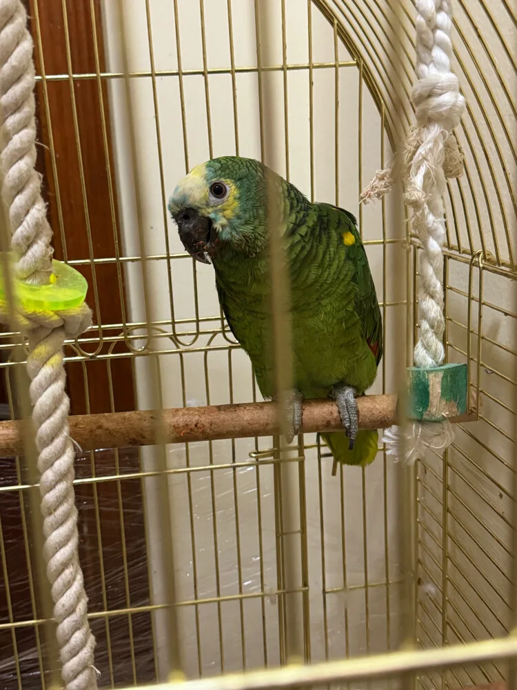Amazon Parrot for Sale